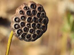 Lotus Pod